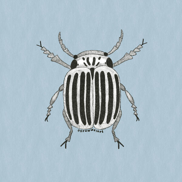 Silly Bug